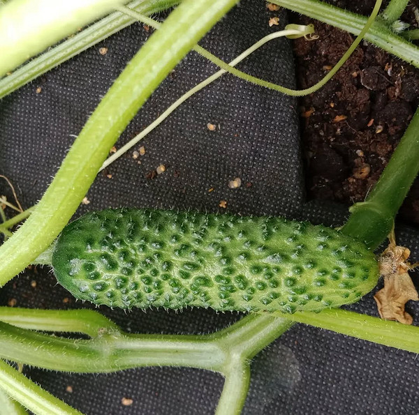 Partenokarpiczne ogórki w szklarni Ogórki partenokarpiczne: uprawa bez zapylania w szklarni, wczesne zbiory i odporność na zimno.