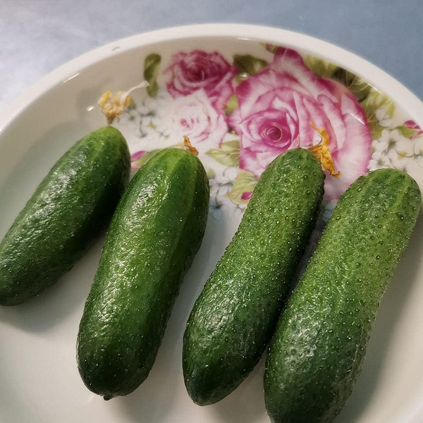 Wczesne ogórki - porady Porady dotyczące uprawy wczesnych ogórków: odporność na zimno, zbiory w czerwcu, małe ogrody.