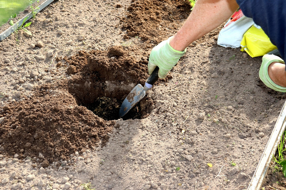 Aplikacja mączki rybnej bezpośrednio do gleby, naturalny nawóz dla pomidorów malinowych.