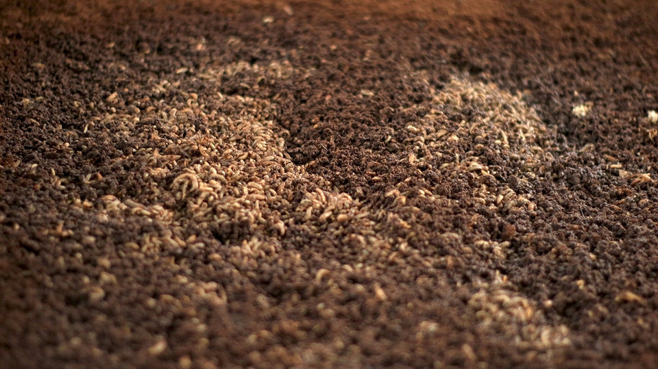 Mączka rybna: Ekologiczny sposób na poprawę jakości gleby i odżywienie roślin.