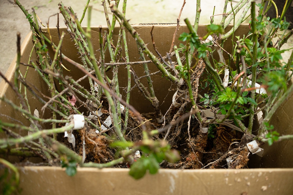 Sadzenie róż jesienią: wybór sadzonek dla sukcesu i obfitego kwitnienia w przyszłym roku.