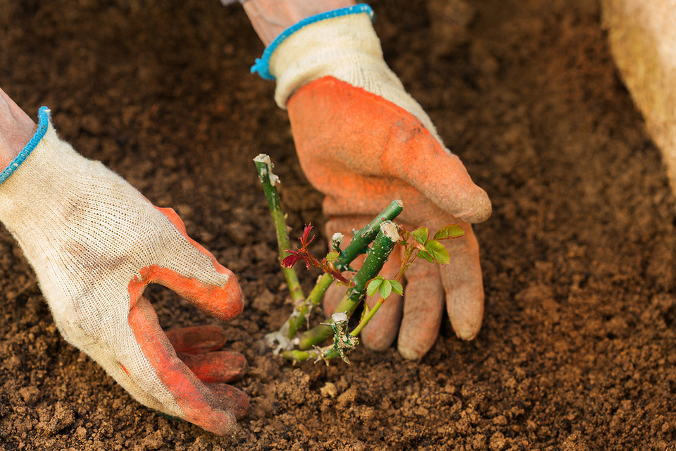 Jesienne sadzenie róż Jesienne sadzenie róż: wybór sadzonek i prawidłowa technika sadzenia dla obfitego kwitnienia.