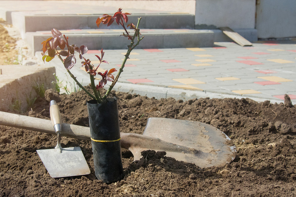 Prawidłowe sadzenie róż jesienią: sekrety ukorzeniania dla przyszłego bujnego kwitnienia.