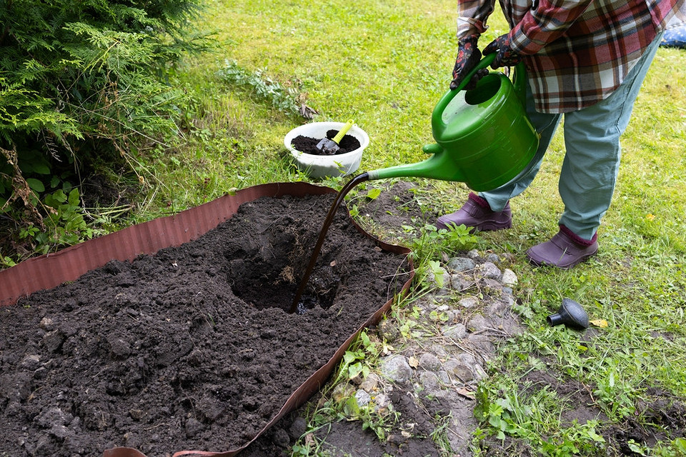 Przygotowanie gleby do jesiennego sadzenia róż: sekrety prawidłowego ukorzeniania sadzonek.