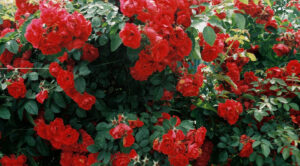 Jesienne sadzenie róż: sekret pięknego ogrodu i obfitego kwitnienia — Sadzenie róż jesienią