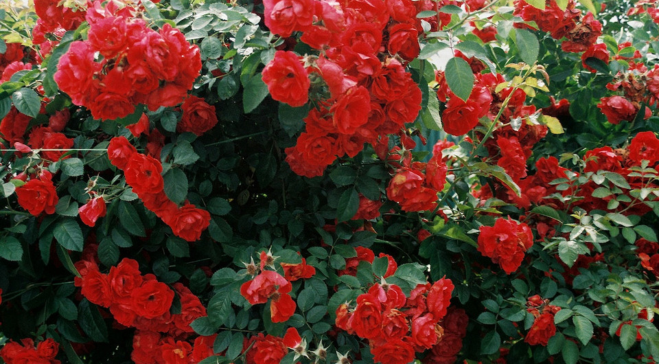 Sadzenie róż jesienią: porady dotyczące wyboru sadzonek i ich prawidłowej uprawy