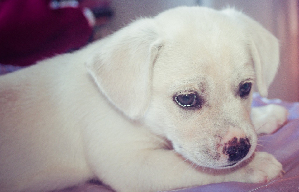 Pies gryzie sofę w mieszkaniu: porady jak oduczyć psa niszczenia mebli w domu.