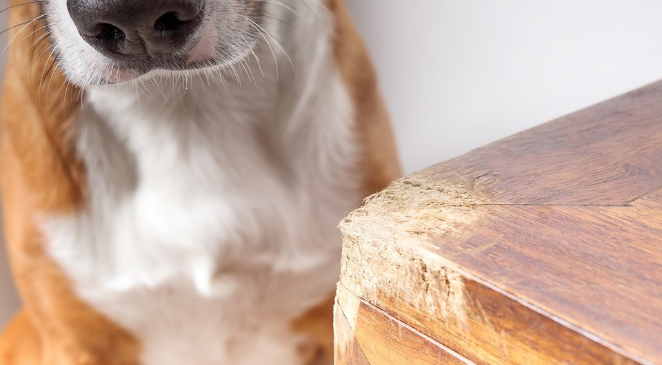Pies gryzie nogę stołu: przyczyny i sposoby na oduczenie pupila niszczenia mebli.