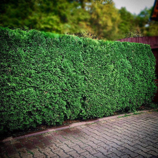 Tuja zimą: ochrona przed śniegiem i mrozem dla zachowania dekoracyjności.