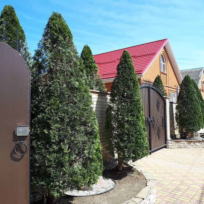 Tuja Brabant w ogrodzie: gęsta korona i szybki wzrost idealne na żywopłot.