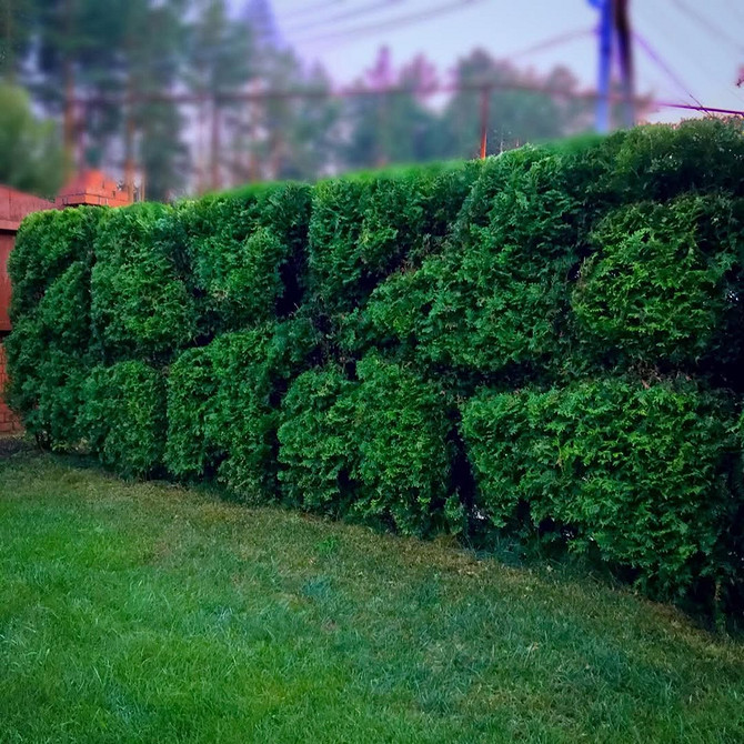 Sadzenie tui: jak prawidłowo rozmieścić tuje w aranżacji ogrodu w 2026 roku.