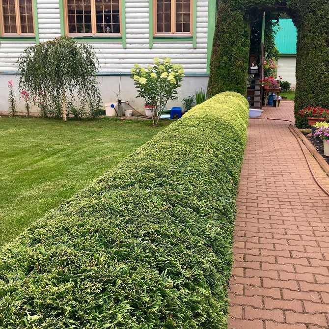 Tuja w ogrodzie: aranżacja z innymi roślinami ozdobnymi dla harmonii ogrodu.