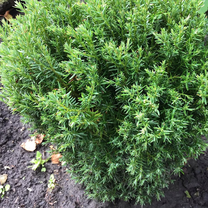 Tuja szmaragd w ogrodzie: formowanie zielonych rzeźb i oryginalnych kompozycji z tui.