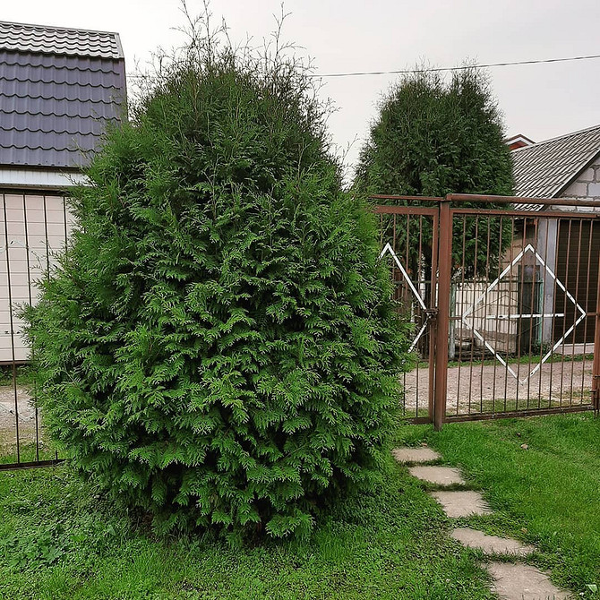 Kompozycje ogrodowe z tujami i innymi roślinami zimozielonymi: harmonijne połączenie w 2026.