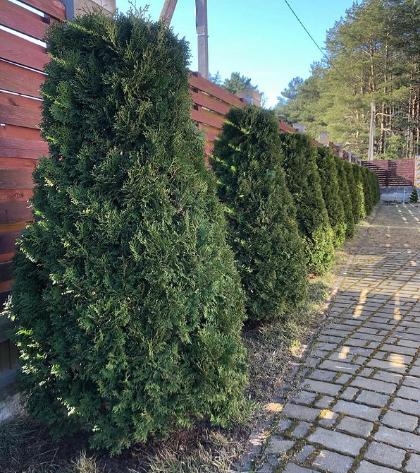 Kompozycje z różnych odmian tui: różnorodność form i kolorów w ogrodzie.