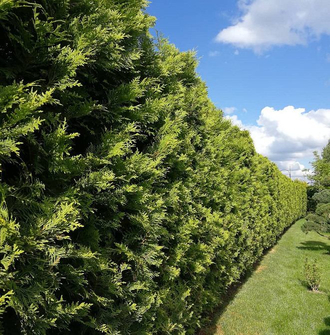 Tuja w skalniaku: połączenie roślin iglastych i kamieni w aranżacji ogrodu.
