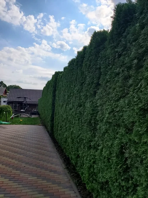 Różne formy tui w projektowaniu krajobrazu: wybierz idealną odmianę do swojego ogrodu