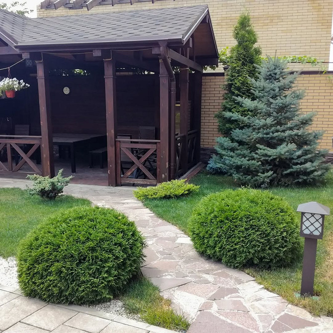 Sadzenie tui: ważne etapy i porady, aby zapewnić zdrowy wzrost rośliny. 2026