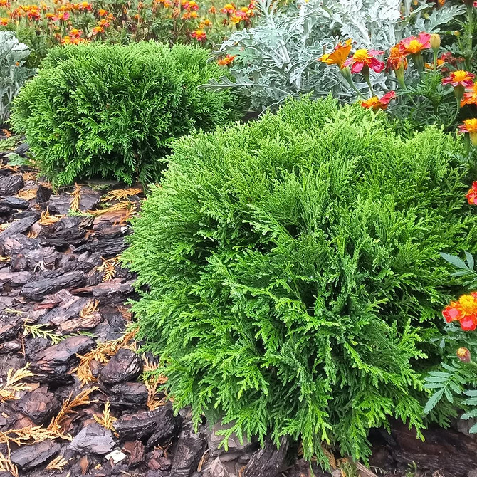 Tuja przycięta w kształcie kuli: elegancki i nowoczesny design w ogrodzie.