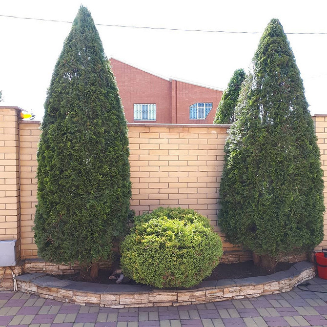 Kompozycje ogrodowe z tujami: zimozielone rośliny dla projektowania krajobrazu 2026