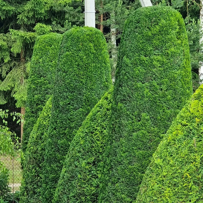 Pielęgnacja tui: podlewanie, przycinanie i ochrona przed szkodnikami dla zdrowia.