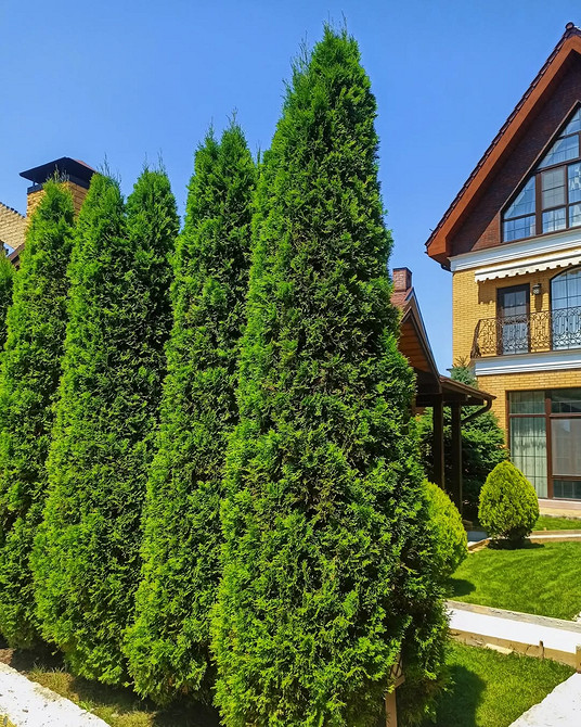 Dekoracje z tui w ogrodzie: kreatywne i unikalne rozwiązania aranżacyjne.