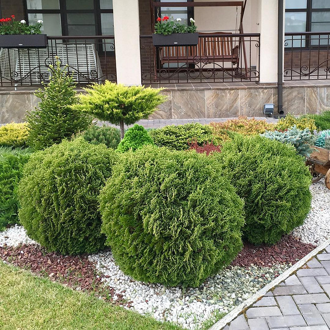 Sadzenie tui: przykład udanego rozmieszczenia w projekcie krajobrazu Twojego ogrodu