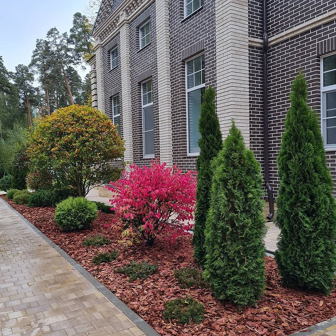 Wyrafinowane tuje w projektowaniu krajobrazu: inspirujące pomysły do Twojego ogrodu