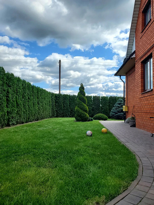 Wybór miejsca do sadzenia tui: uwzględnienie oświetlenia i rodzaju gleby. Porady 2026.