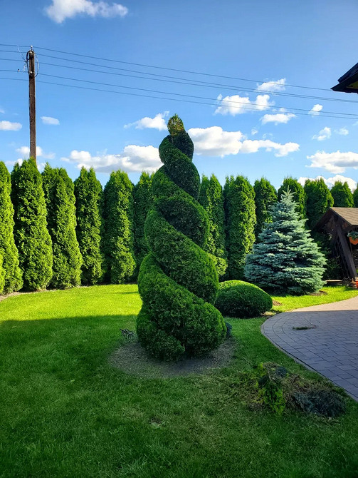 Kompozycje ogrodowe z tujami: połączenie kolorów i form drzew iglastych w 2026 roku.