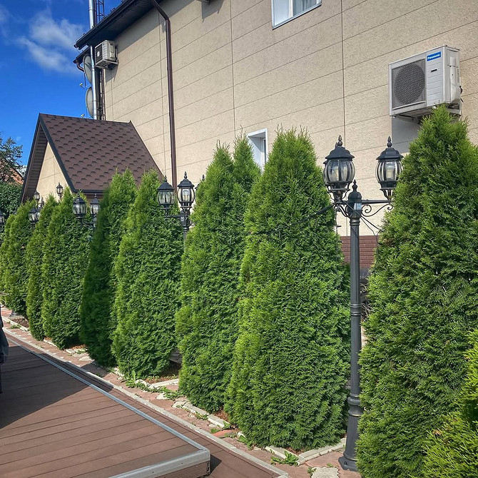 Tuja w projektowaniu krajobrazu: przykład wykorzystania do podziału przestrzeni ogrodu