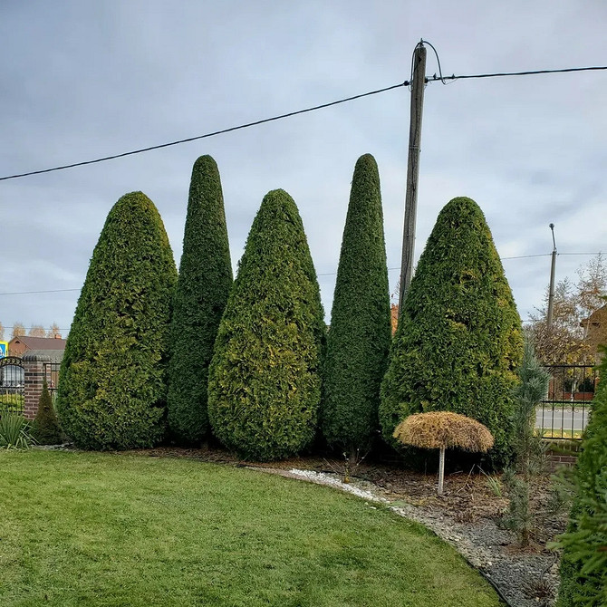 Drzewa iglaste tuja w projektowaniu krajobrazu: stylowe rozwiązania ogrodowe dla Twojej przestrzeni