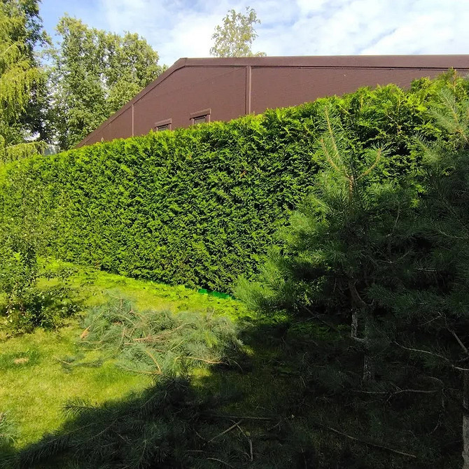 Żywopłot z tui: ochrona i estetyka w jednym rozwiązaniu dla Twojego ogrodu.