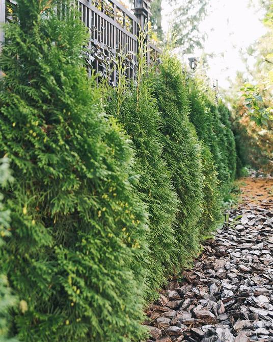 Tuja Szmaragd w ogrodzie: elegancja i piękna zieleń w aranżacji krajobrazu.