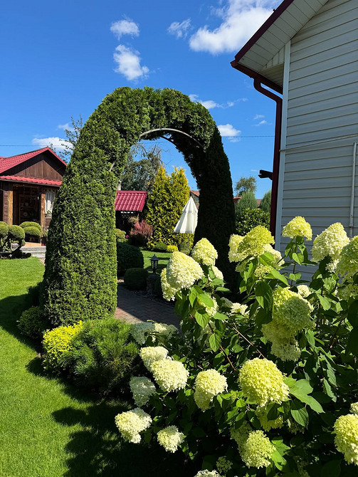 Drzewa iglaste tuja w aranżacji krajobrazu: idealne rozwiązanie dla każdego ogrodu w 2026.