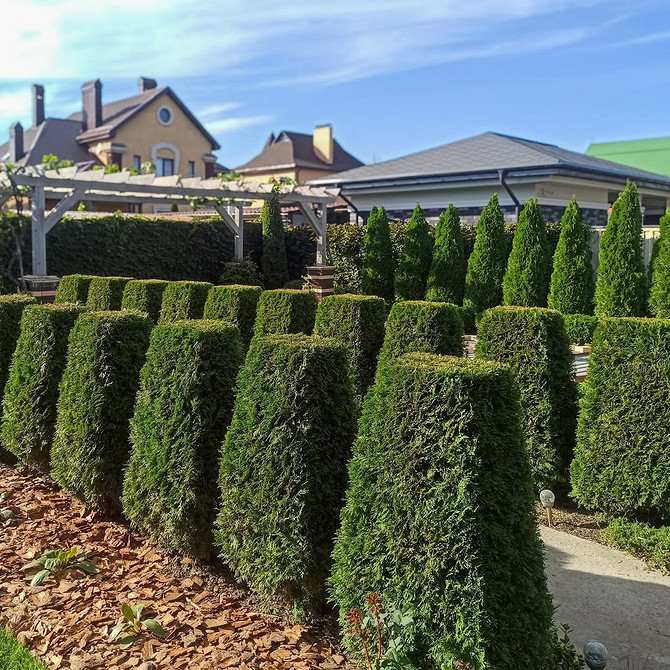 Sadzenie tui: prawidłowy wybór miejsca dla optymalnego wzrostu rośliny.