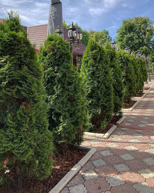 Zimozielone tuje w projektowaniu krajobrazu: akcenty wizualne w każdym sezonie roku