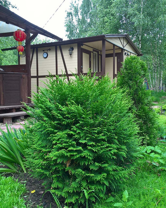 Różne odmiany tui w ogrodzie: tekstura i objętość w krajobrazie ogrodu.