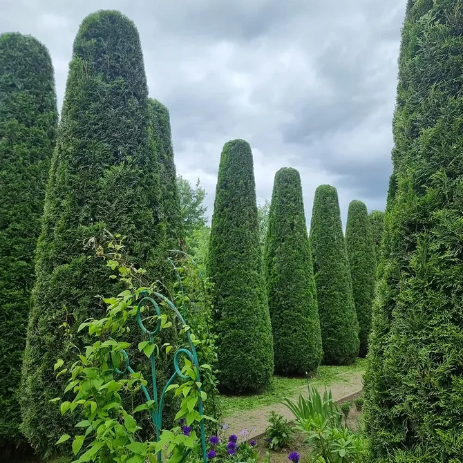 Odmiany karłowate tui: inspiracje na małe działki 2026, idealne do kompozycji w donicach.