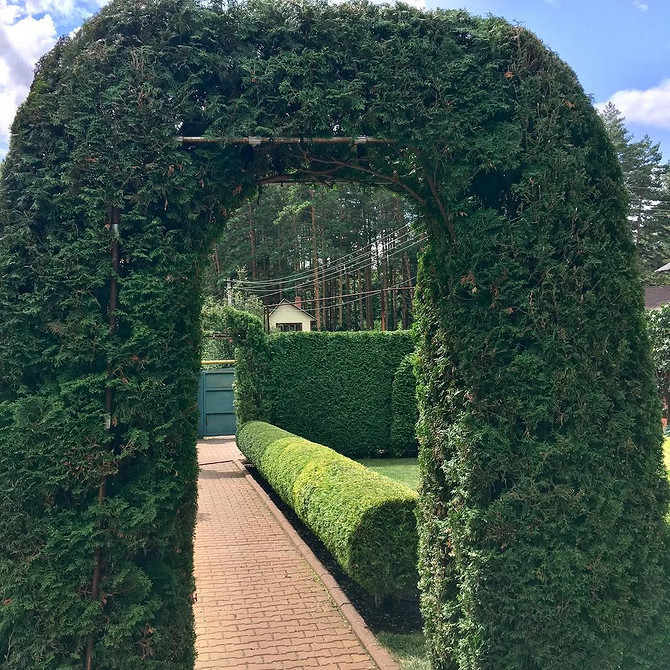 Wykorzystanie tui do tworzenia alpejskiego ogródka skalnego w aranżacji krajobrazu. 2026