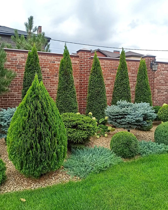 Grupa tui w ogrodzie: tworzenie zielonej strefy i naturalnej przestrzeni.