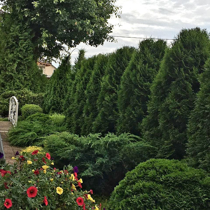 Tuja Brabant w ogrodzie: szybki wzrost i gęsta korona zapewniająca osłonę.
