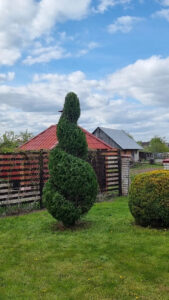Tuja 2026: Stwórz ogród trwały i piękny. Porady eksperta. — Tuja w aranżacji krajobrazu