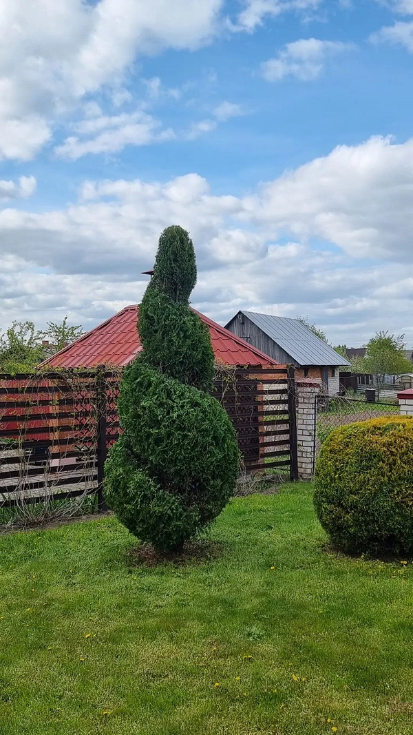 Tuja w aranżacji krajobrazu: soliter, grupa, żywopłot w Twoim ogrodzie. Porady 2026.