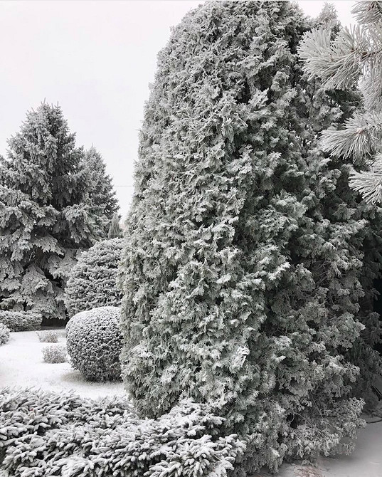 Żywopłot z tui: gęsta, zielona ściana zapewniająca prywatność i naturalny wygląd.