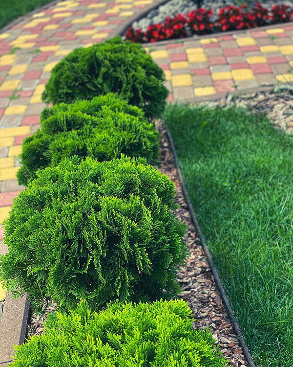 Żywopłot z tui i pojedyncze nasadzenia w ogrodzie. Różne aranżacje z tujami.