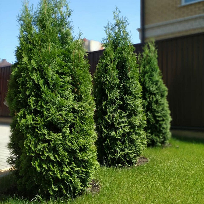 Tuja w donicach: mobilny i stylowy element dekoracyjny w ogrodzie.