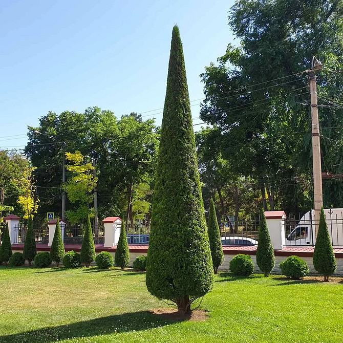 Drzewa iglaste tuja w aranżacji krajobrazu: pomysły na nasadzenia i zagospodarowanie. Rok 2026.