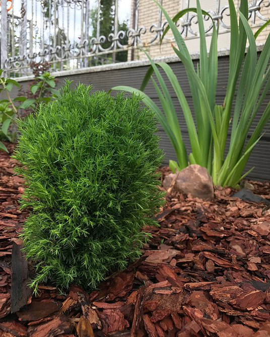 Tuja w ogrodzie: aranżacja w krajobrazie, kompozycje i połączenia roślin. Porady uprawy.