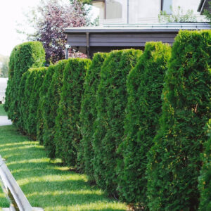 Tuje w ogrodzie: Poradnik wyboru i pielęgnacji dla pięknego relaksu — Tuja uprawa 2026